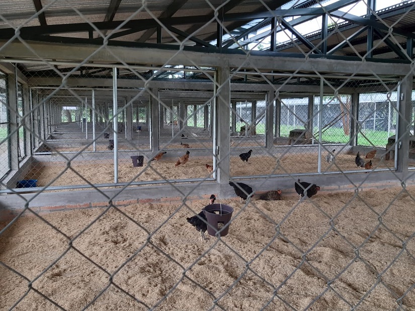 GRANJA3